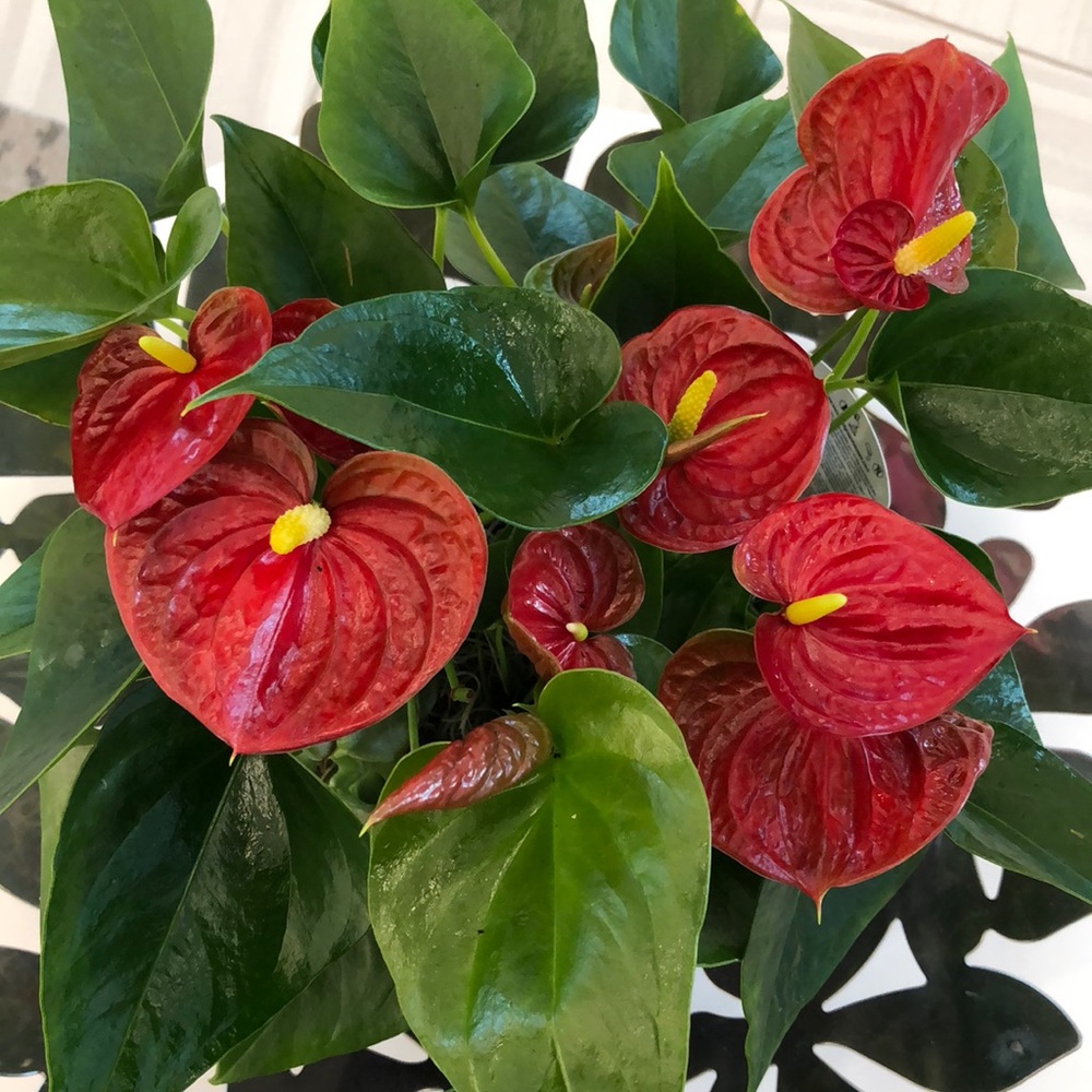 Meet your Posher, Jing